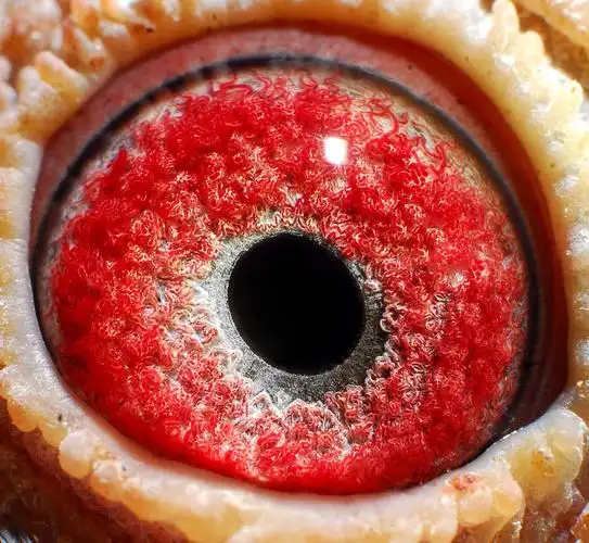 老白眼814_西昌天元鸽业-中信网爱鸽商城