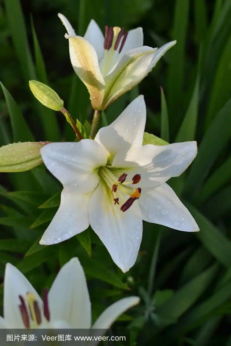 露珠里的白百合