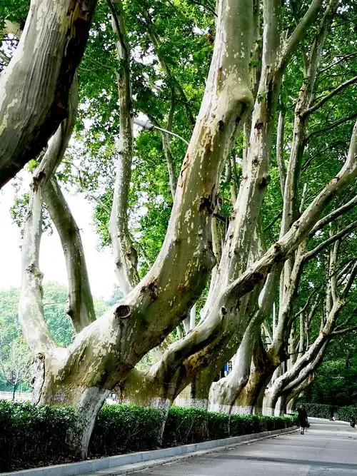 南京盛夏的行道树随拍