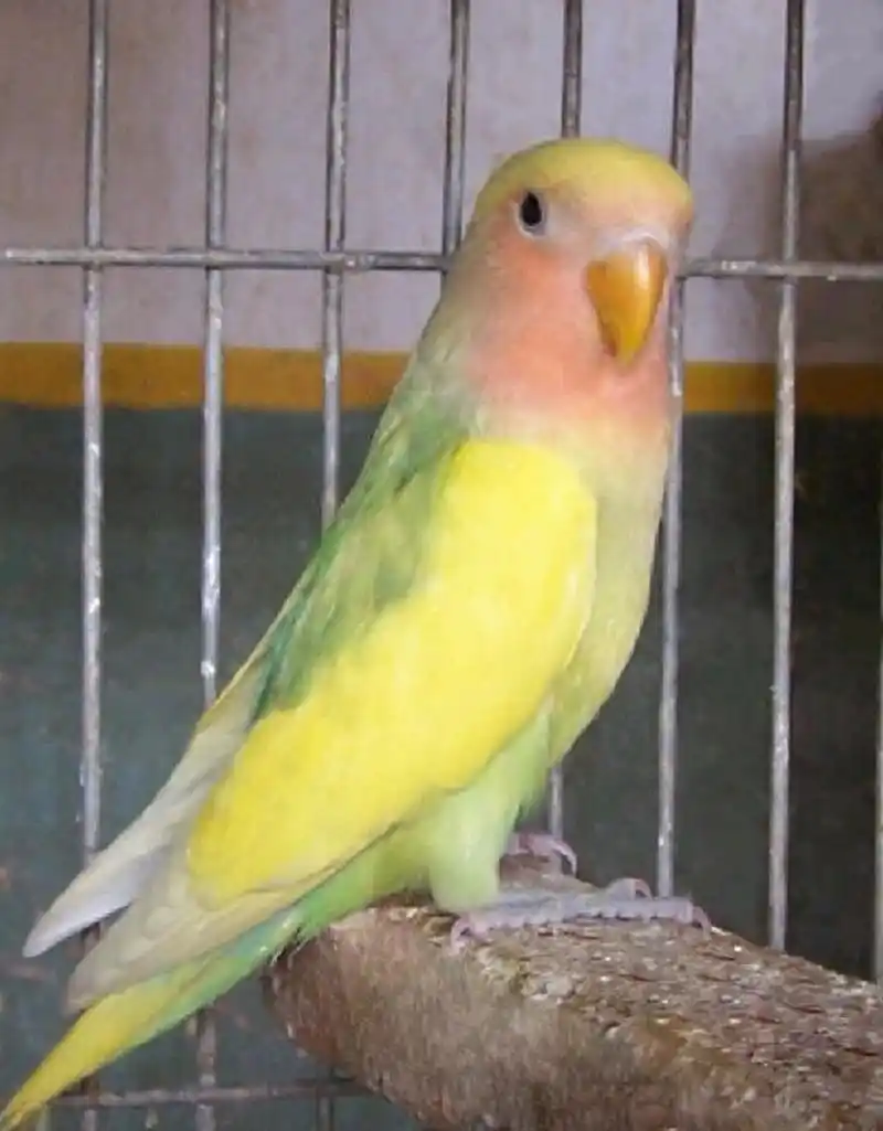 牡丹鹦鹉品种介绍(红面花桃) 红面花桃牡丹鹦鹉 图片依次高趴红面花桃