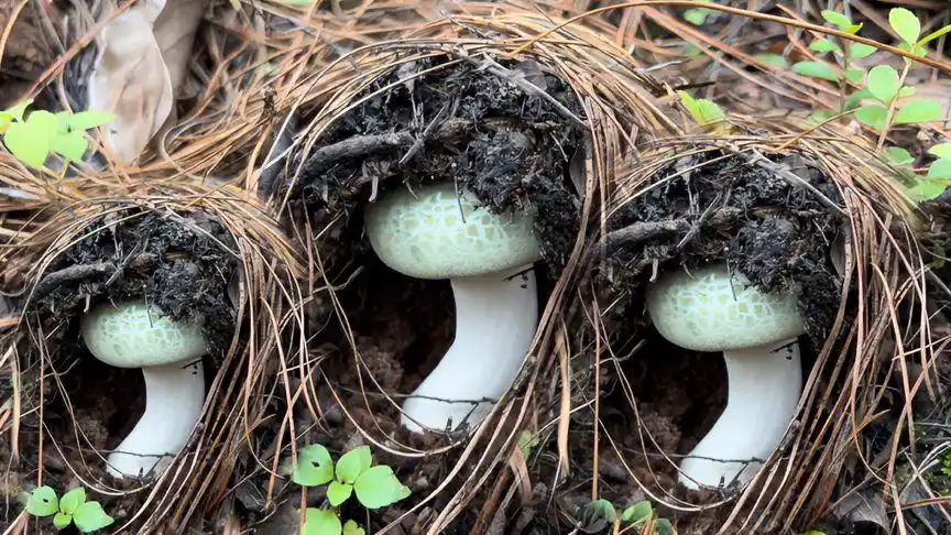 山上的米汤菌真多,一窝就捡到半桶,后面更精彩青头菌捡到手软-三农