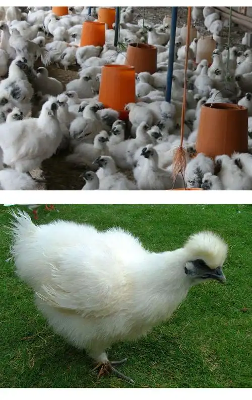 批发白乌鸡 品种优良 白毛乌骨鸡 抗*能力强白羽竹丝鸡