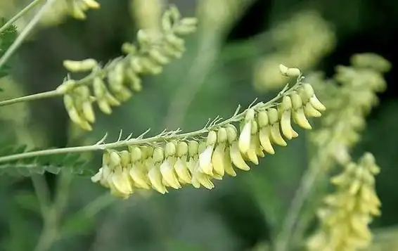花朵观花叶子观叶观果净化空气吸甲醛防辐射驱蚊药用黄芪叶 (植物)