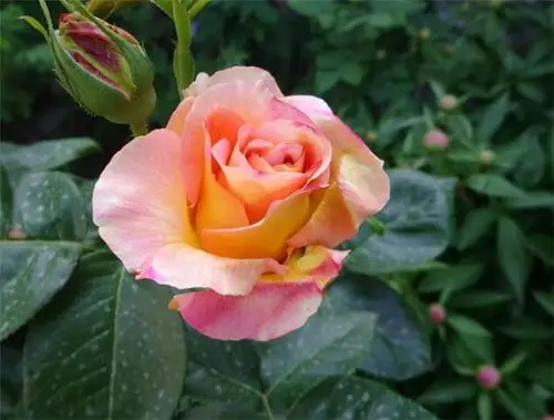 摩纳哥公主月季