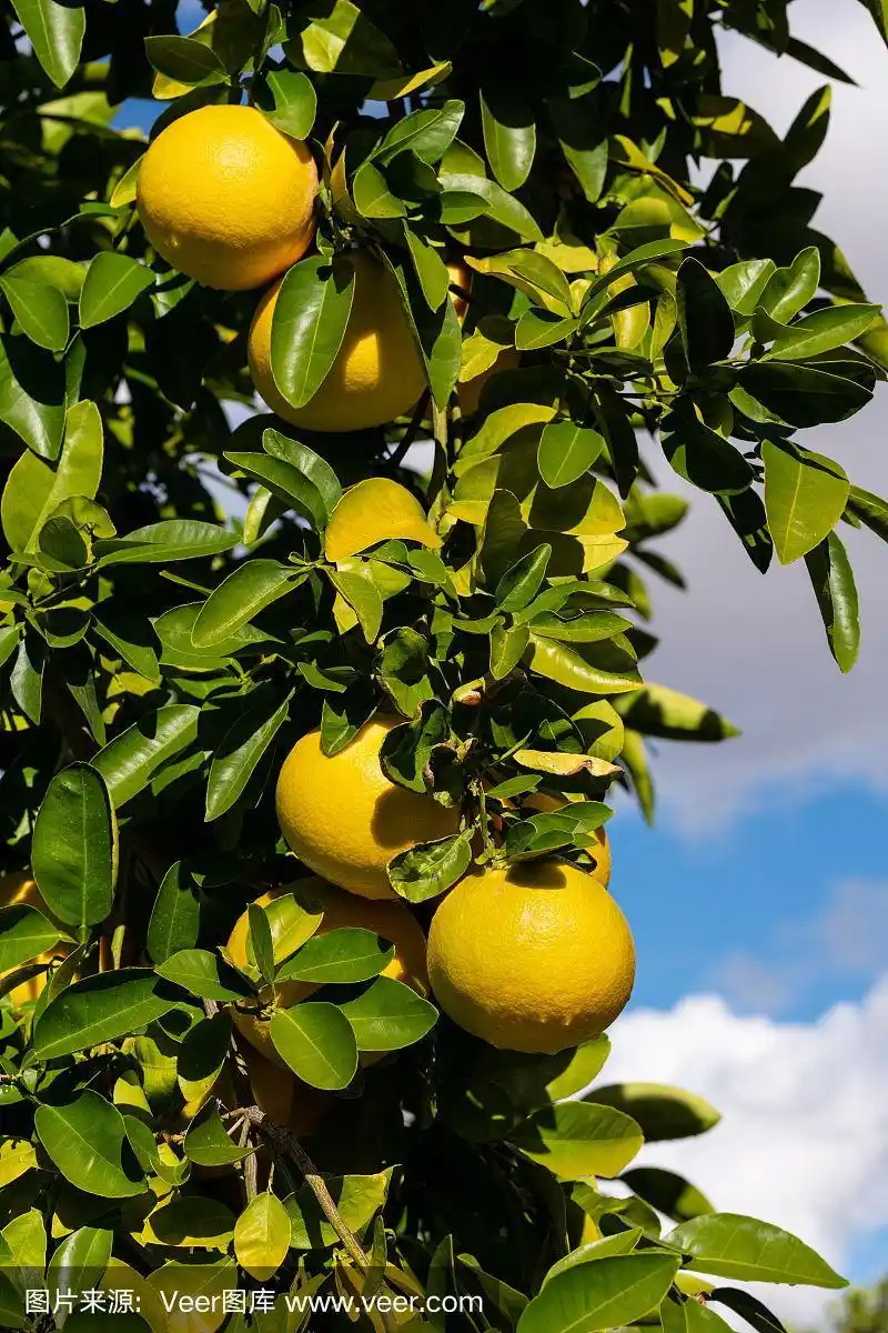 葡萄柚挂在树上