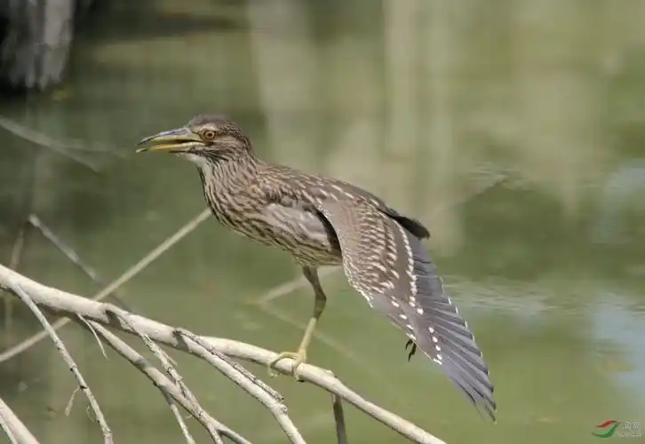 单脚独立的夜鹭亚成鸟