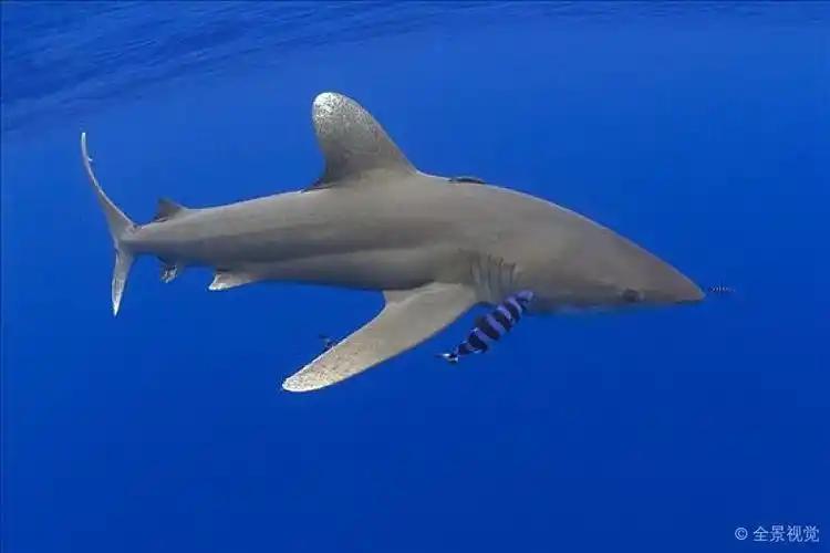 夏威夷_远洋白鳍鲨_长鳍真鲨_高清图片_全景视觉
