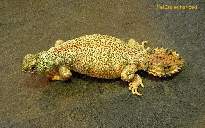 阿曼王者蜥/汤玛士王者蜥 oman spiny-tailed lizard / thomas mast