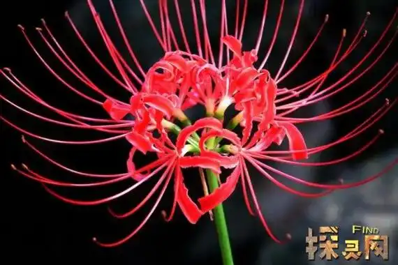 有晕厥,痉挛甚至死亡的情况,所以有人说曼陀罗就是生长在地狱的花卉