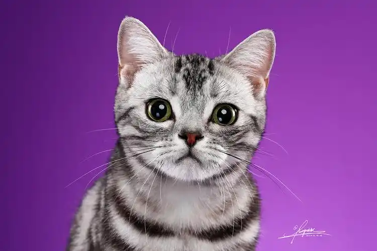 amyworks探须视觉322德文卷毛猫-amyworks探须视觉280喜欢ta的作坡痧