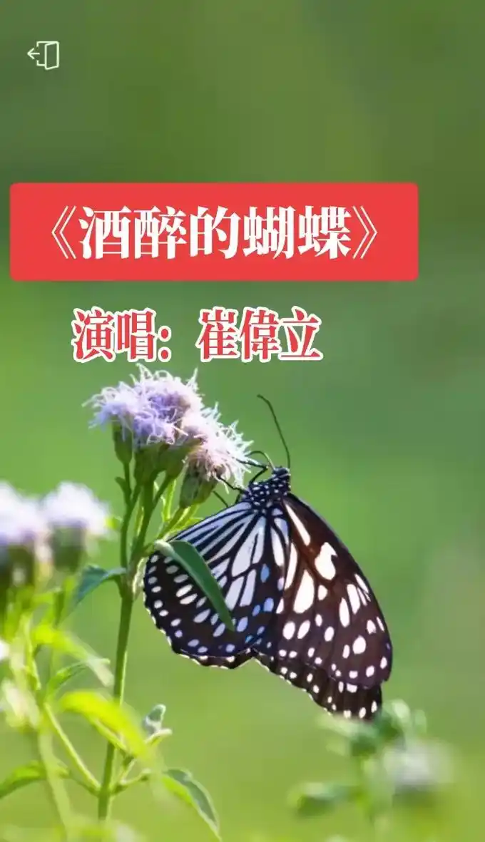 《酒醉的蝴蝶丨崔伟立→完整版》经典金曲,百听不厌! - 抖音