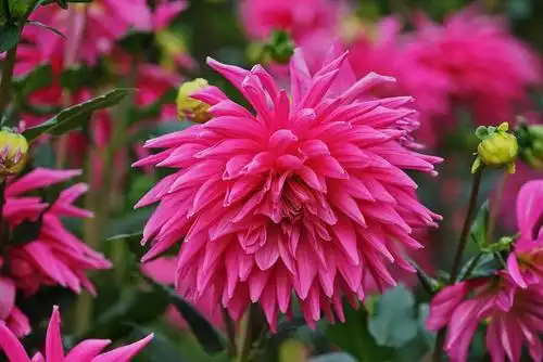 德国汉堡市大丽花公园里的大丽菊有近千个品种,本片展示了艳丽花朵的