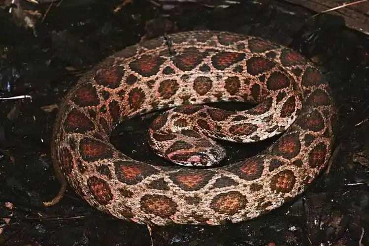 原创中学男厕发现圆斑蝰蛇男生尿到一半被吓跑圆斑蝰蛇有多恐怖