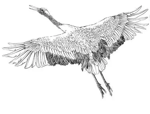 何如敛翅水边立,飞上云松栖稳枝.千姿百态白描丹顶鹤系列学习