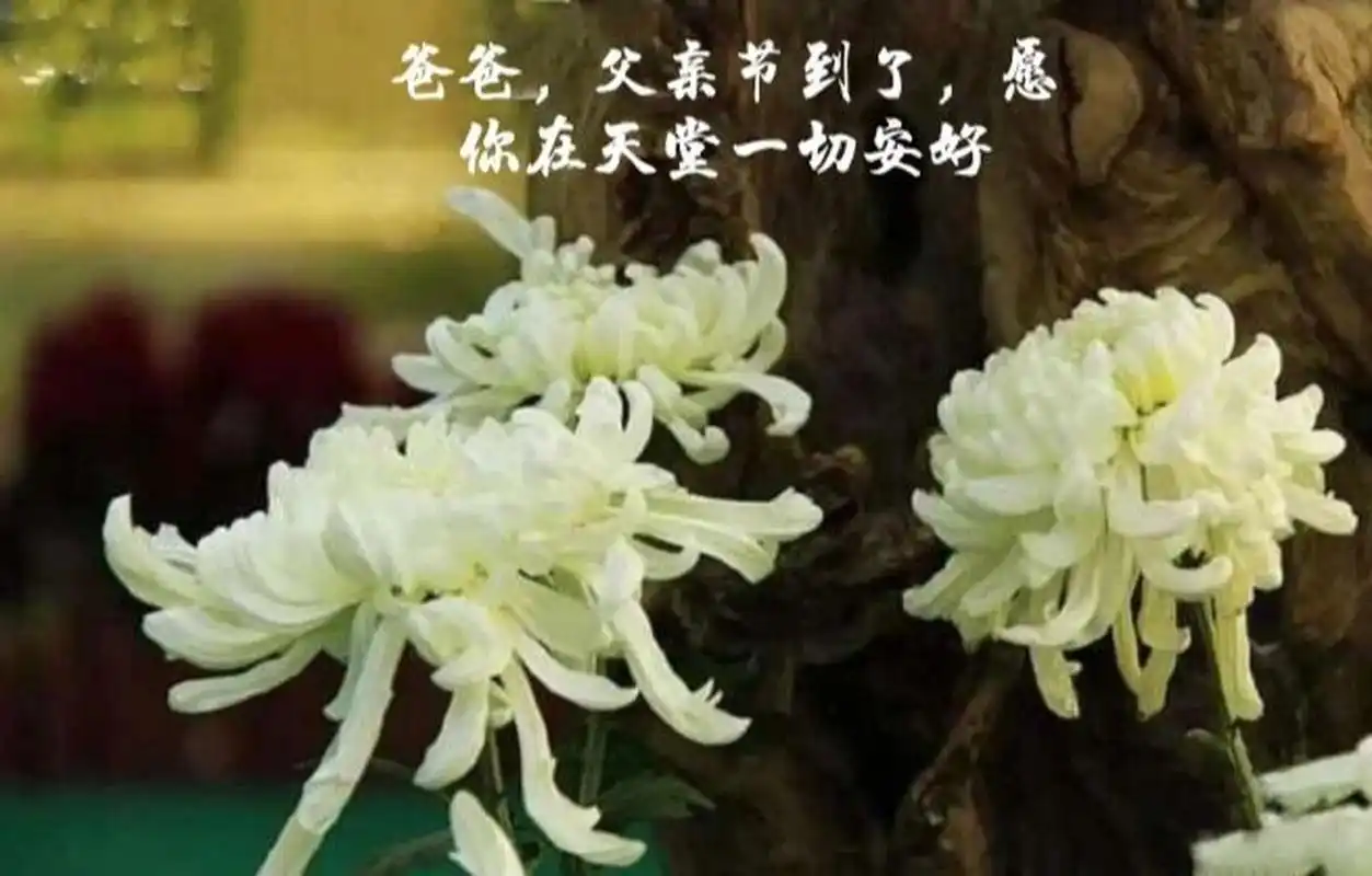 我亲爱的父亲,祝您节日快乐!