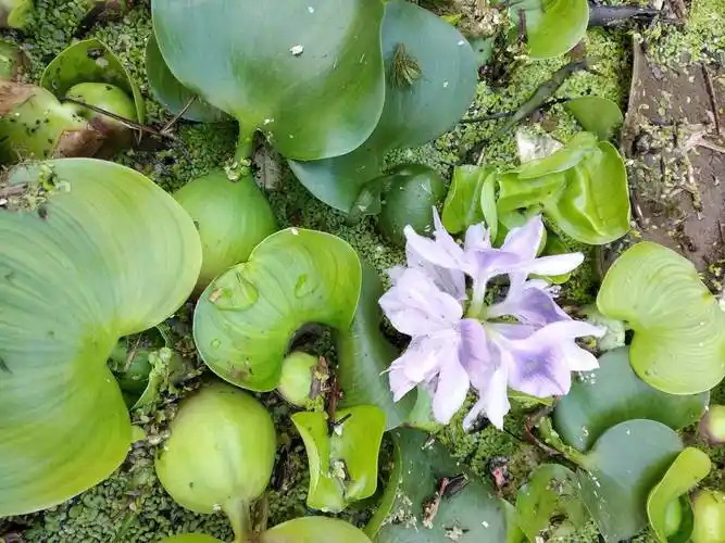 浮萍水上漂花开亦喜人