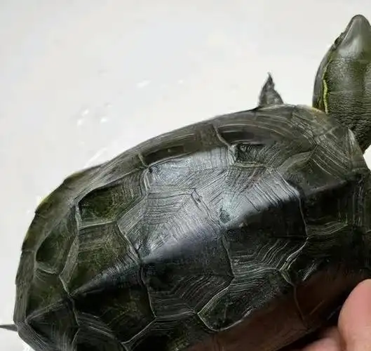 号称平民玩家之神的龟非它莫属了你猜到了吗