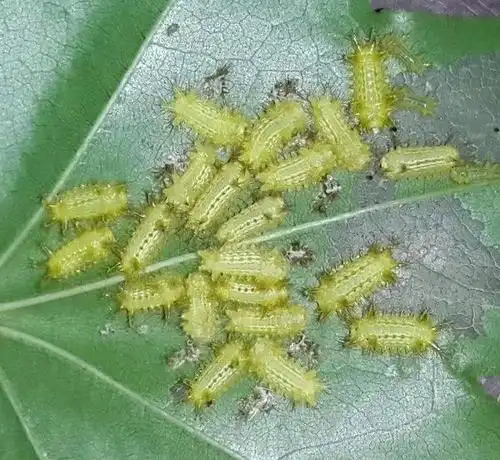 这几种毛毛虫却很"凶猛",看着可爱其实有毒