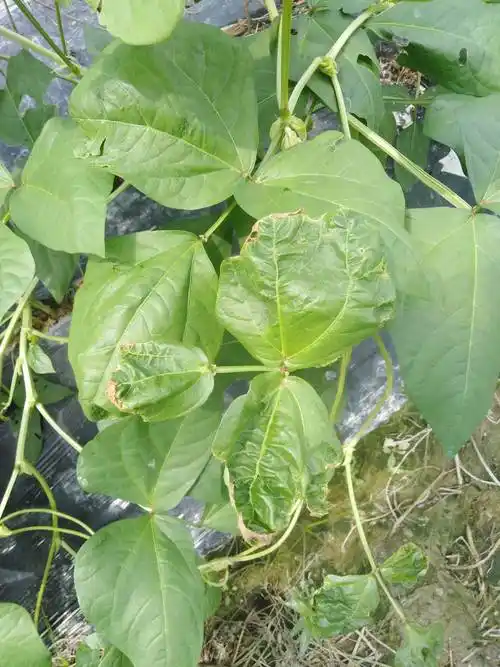 你好豆角叶子边缘卷了干了是蓟马吗