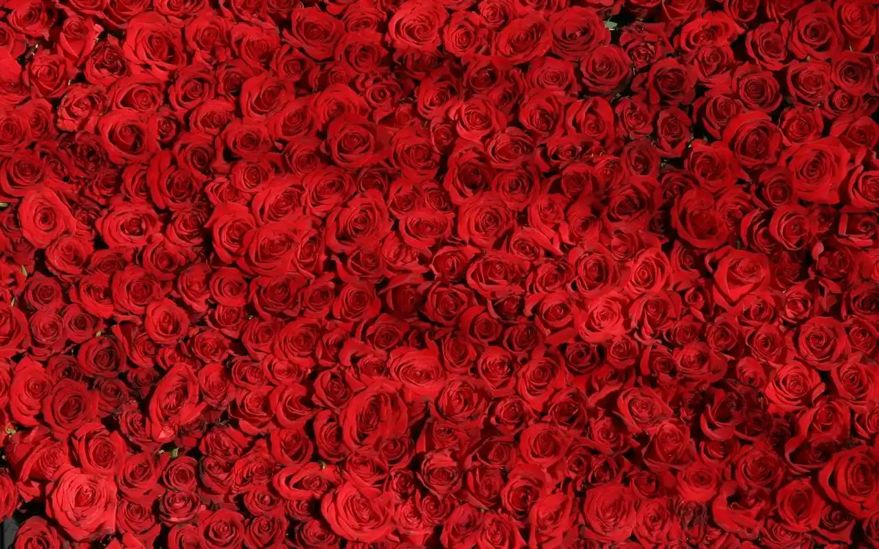 红色玫瑰花图片高清电脑壁纸
