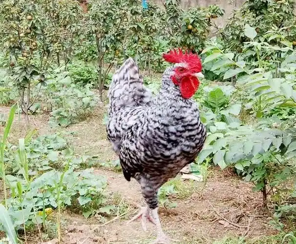 芦花鸡散养技巧从雏鸡选择到场地选择一文告诉你