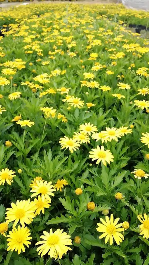 重庆市樵颜园林工程有限公司,苗圃位於走马镇椒园村一社,占地150亩,年