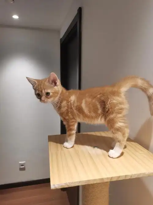 稀有美短红虎斑找家长