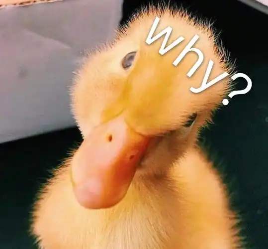 萌宠gif小鸭子gifwhygif好奇gif呆萌gif