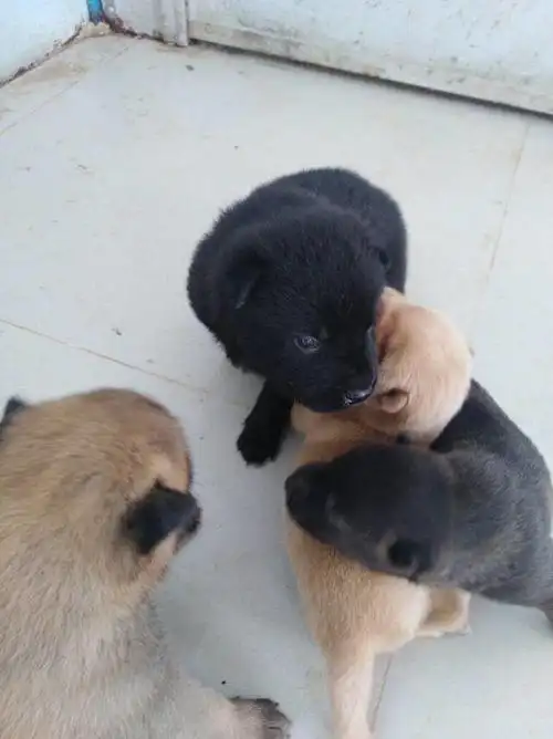 一个月左右大的小土狗求领养