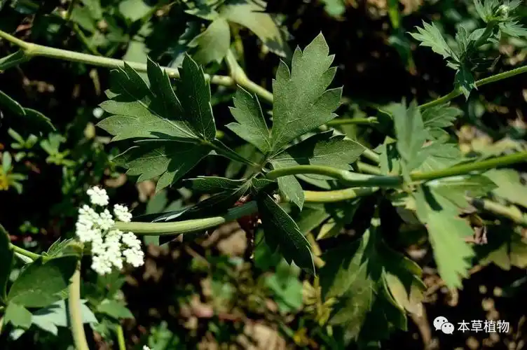 物种资讯 植物资讯白花前胡--叶片:图片来源:本草植物