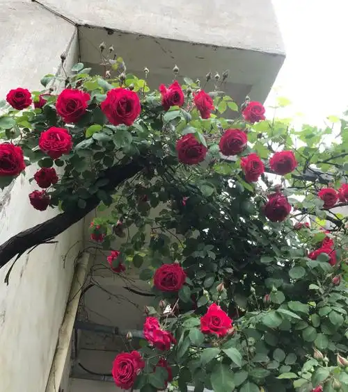 中国古老月季—软香红,不输欧月日月,丰花勤花,美丽又芳香!