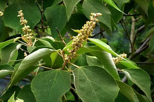 【白背叶】大戟科,野桐属