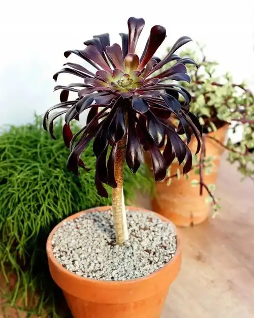 盆栽黑法师多肉养护指南让它的叶子光泽靓丽可不断繁殖