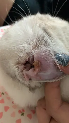 【讨论】猫咪耳朵里有黄色结痂 怎么回事呀