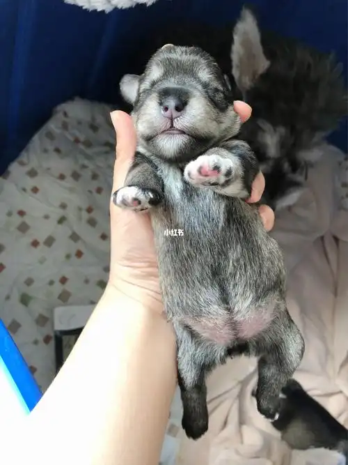 记录下出生7天的雪纳瑞宝宝