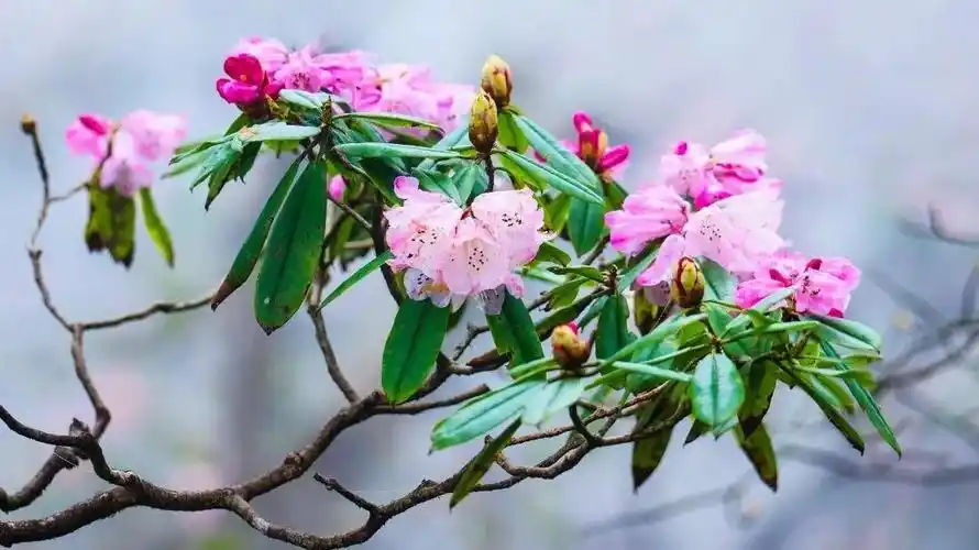 瓦屋山杜鹃花,在摄影师镜头下美不胜收!
