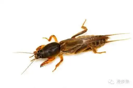 如何区分罗氏虾基围虾牡丹虾北极虾等虾类