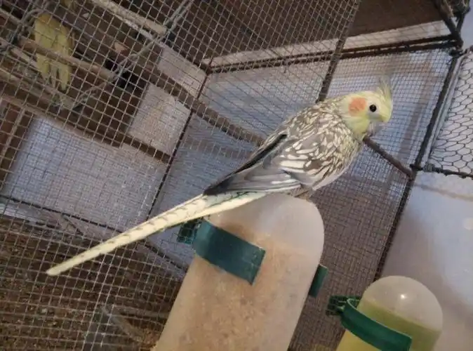 玄风珍珠鹦鹉图片怎么辨别雌雄