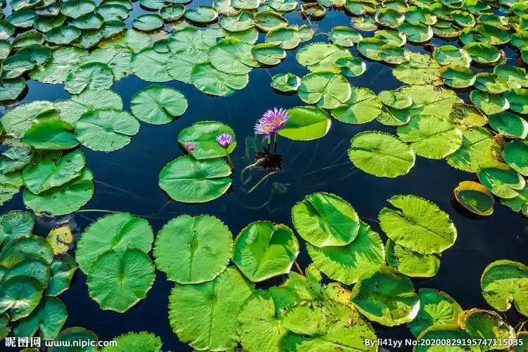 池塘荷叶图片