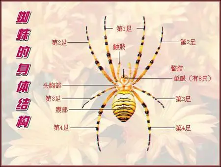 蜘蛛的身体结构?