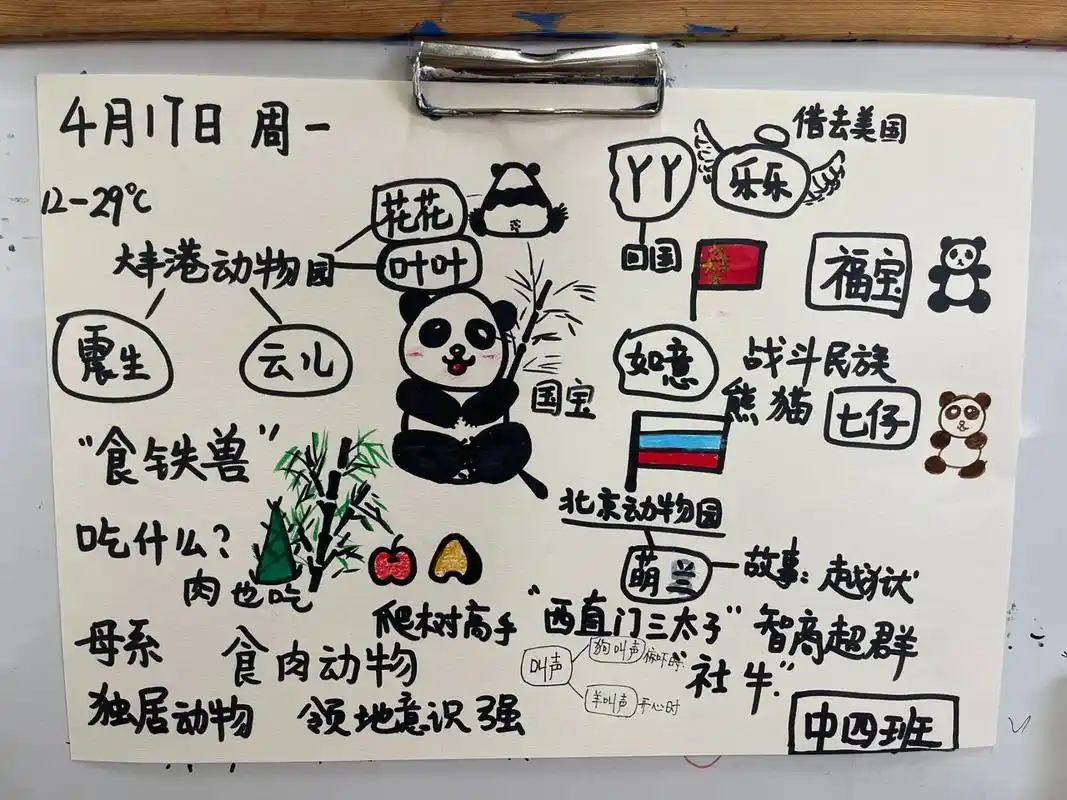 幼儿园晨间桃花思维导图国宝大熊猫