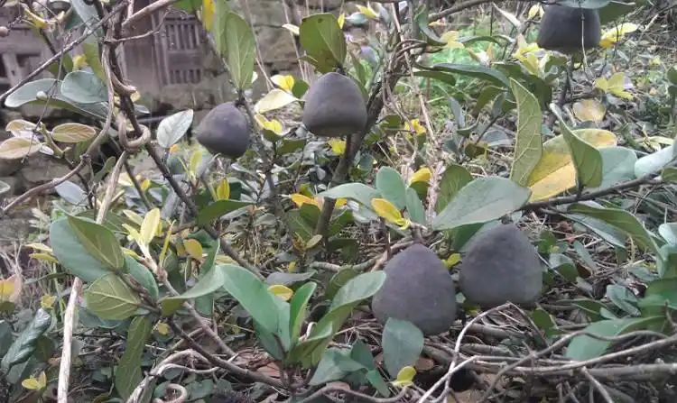 别    称 凉粉子,木莲,凉粉果