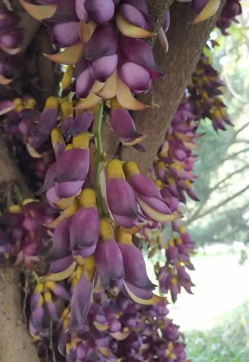 常春油麻藤 - 美篇