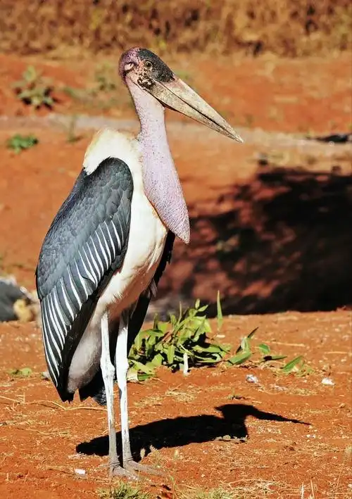 秃鹳一种大型非洲鸟类,是最大的鹳类