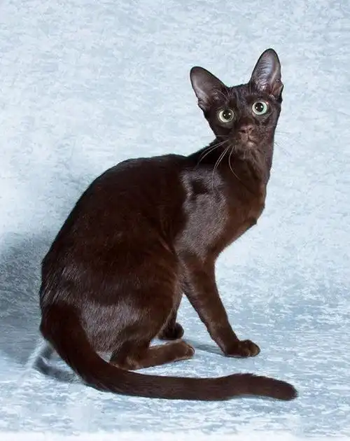 哈瓦那棕猫图片[6/8]_动物_美桌网