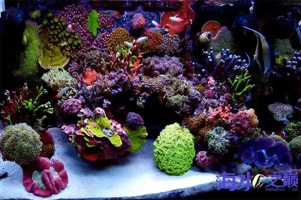 海水鱼缸珊瑚造景图