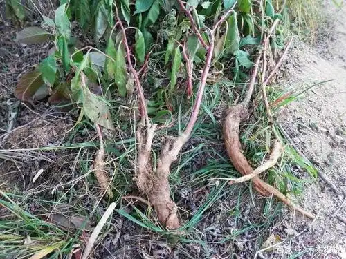 根似人参,民间常当人参用,殊不知全株都有毒,见到请及时除掉