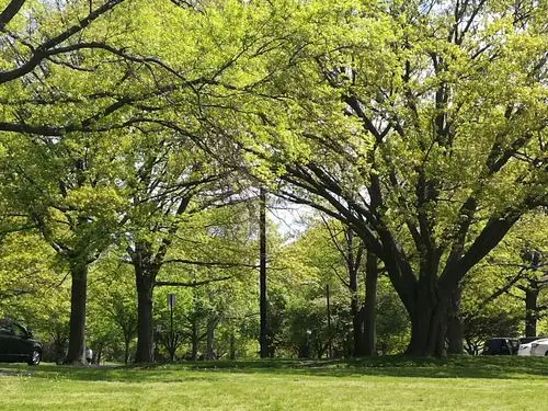大树草坪流水蓝天