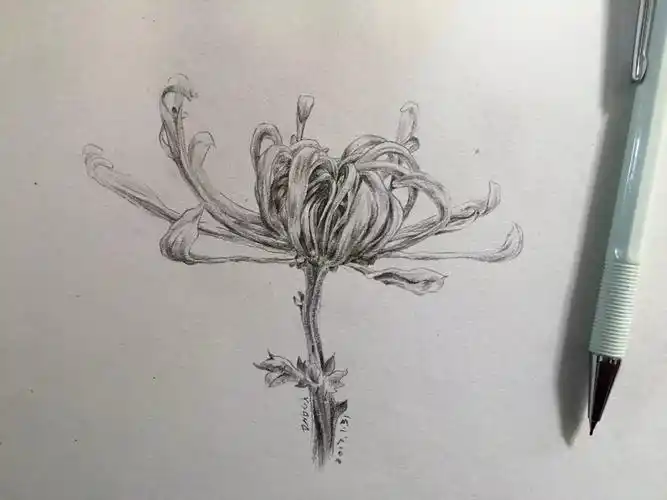 速写 菊