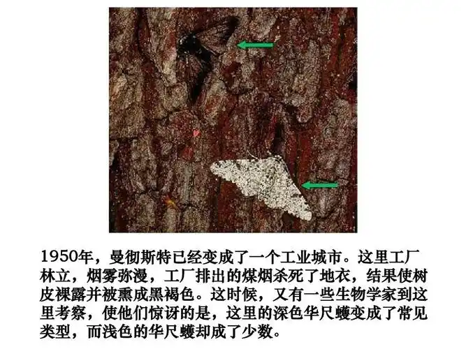 2生物的进化 课件6(生物北师大版八年级下册)ppt